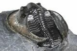 Gorgeous Scotoharpes Trilobite - Boudib, Morocco #382838-5